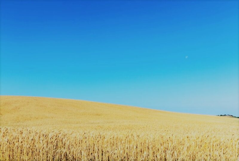 ウクライナの空と麦畑