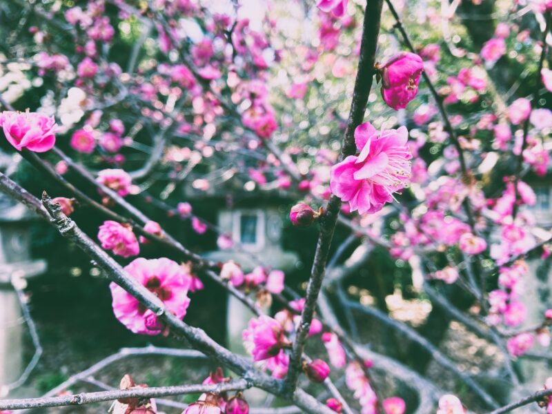 京都北野天満宮のピンク色の梅の花