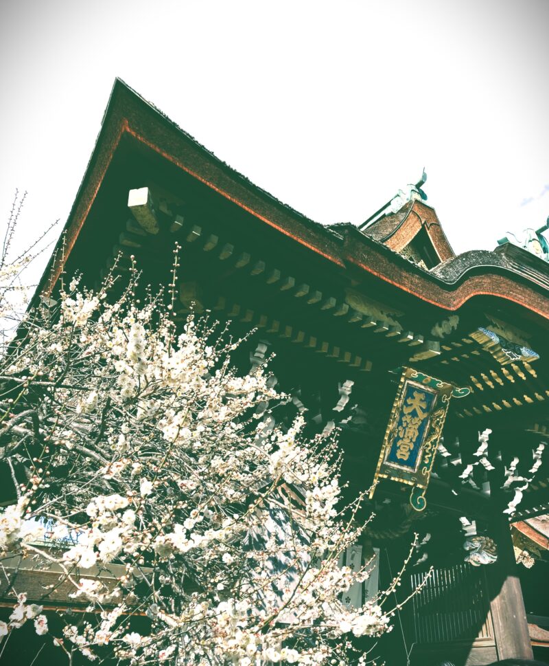 京都北野天満宮と満開の梅