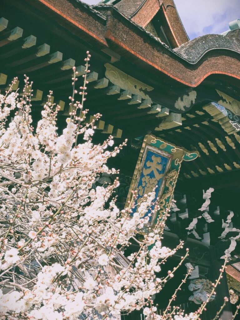 京都北野天満宮と満開の梅近寄ったアングル
