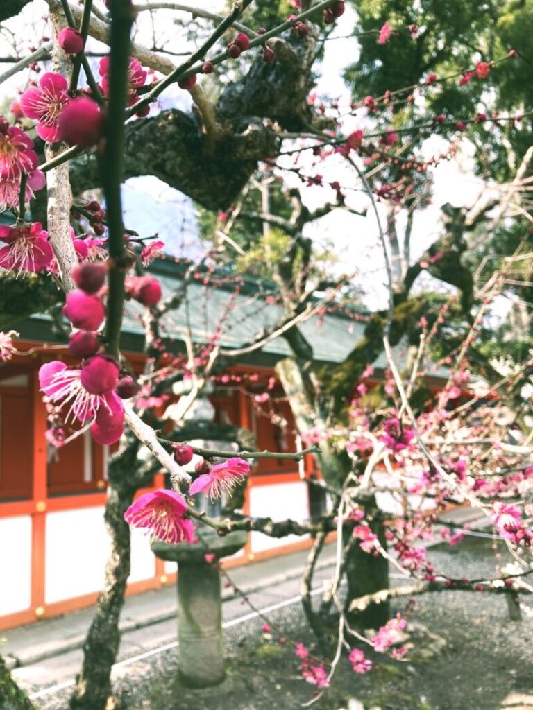 京都北野天満宮の濃いピンク色の梅