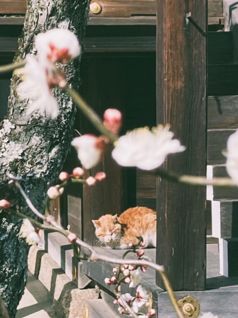 京都北野天満宮で昼寝する猫と梅の花