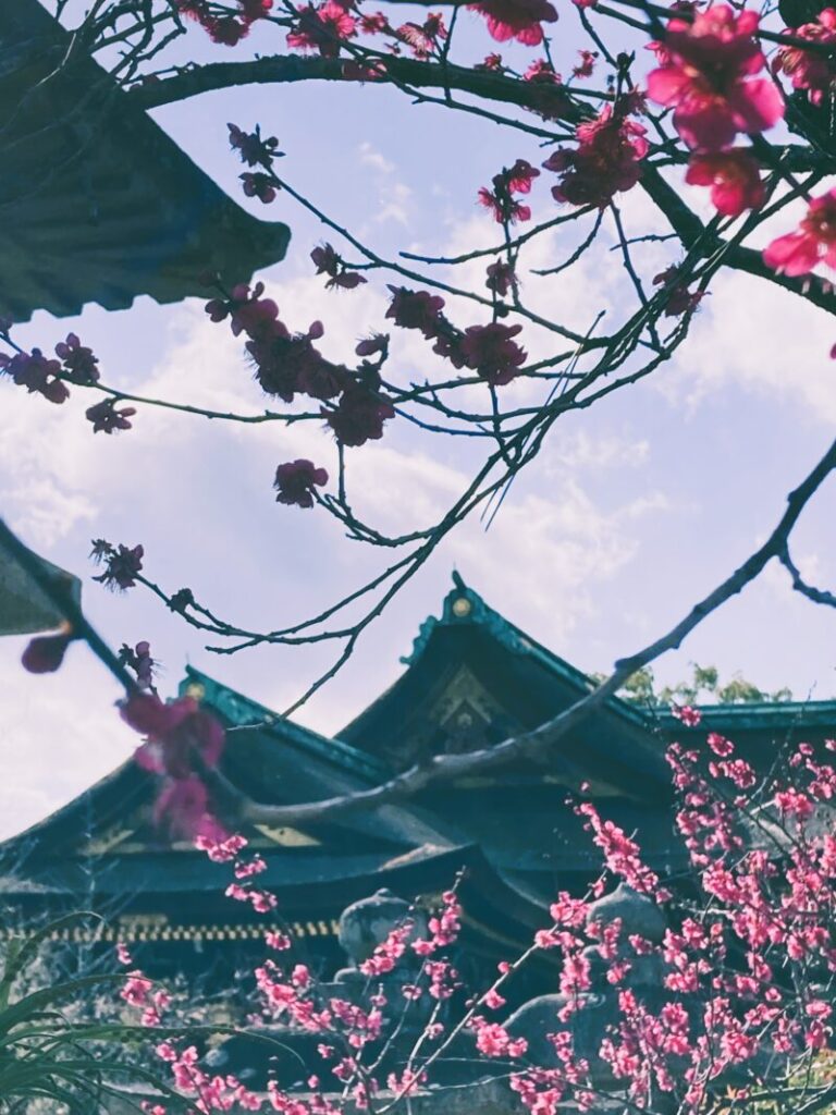 京都北野天満宮のお社とピンクの梅