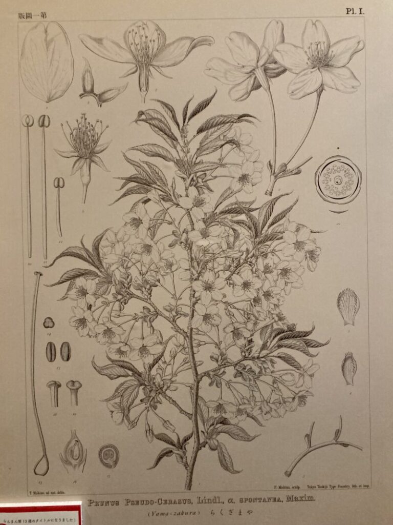 牧野博士の植物画
サクラ