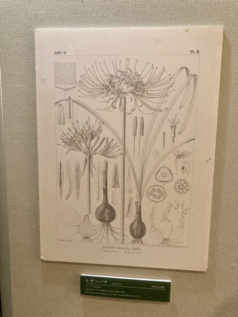 牧野博士の植物画
ヒガンバナ