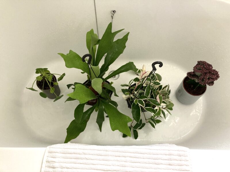 バスタブに並んだ観葉植物